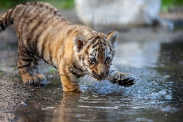small tiger cub playing with water