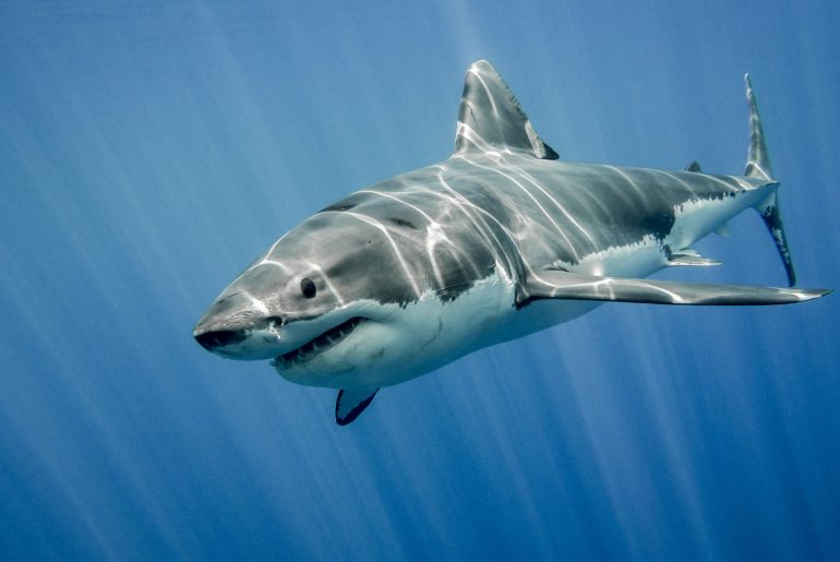 The great white shark in the big blue waters