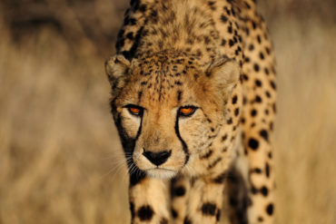 Cheetah in Lauerstellung, Namibia