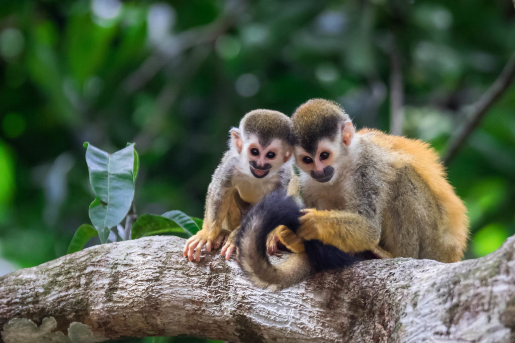 How Do Baby Monkeys Respond to Separation & Loss?