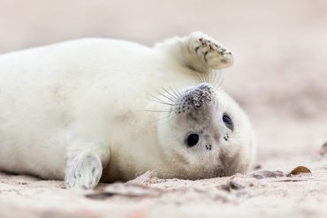 cute baby seal on the beach