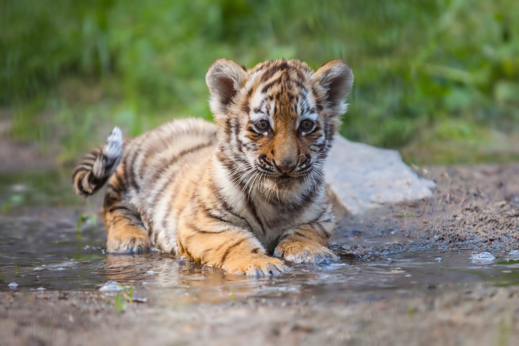 Can Baby Tigers Be Tamed? Impressive Nature