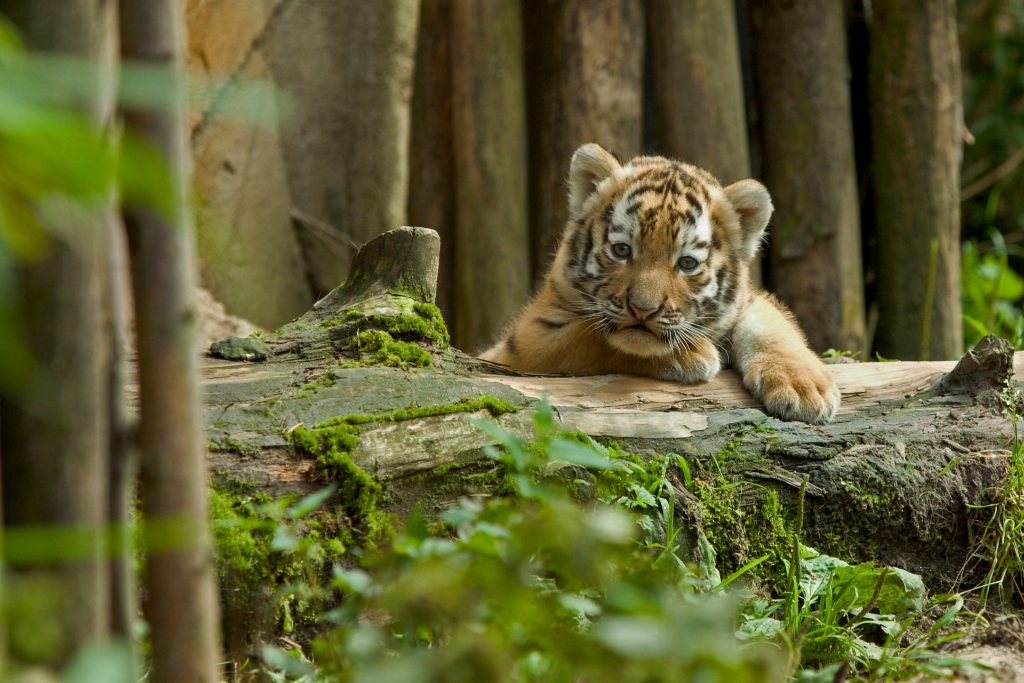 Can Baby Tigers Be Tamed?