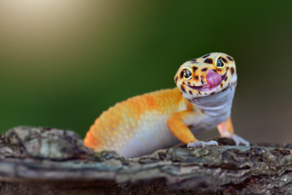 Care Sheet for a Gecko Lizard
