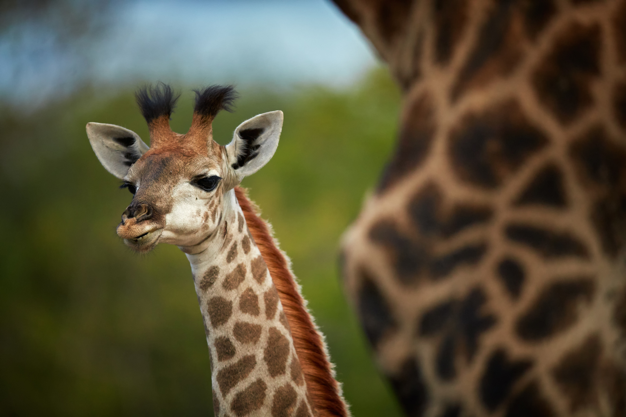 12 Things You Might Not Know About Giraffes - Impressive Nature