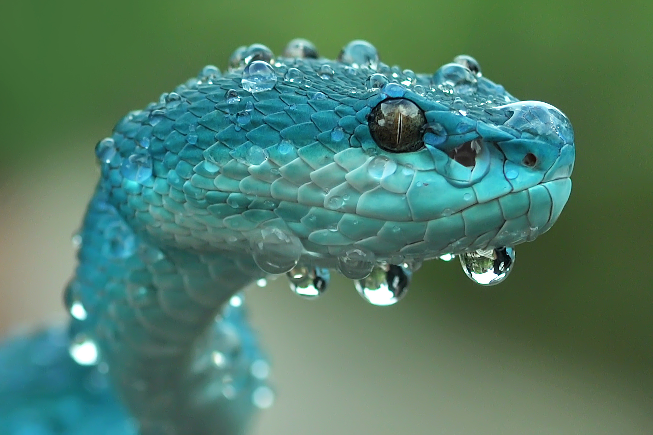 How Do Snakes Reproduce? - Impressive Nature