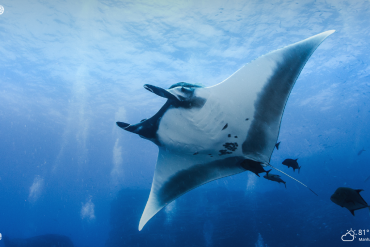 manta ray underwater