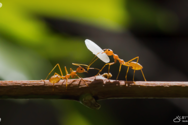 working ants on a green leaf